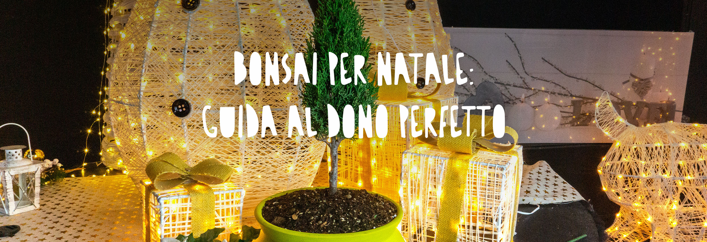 Bonsai di cipresso con sfondo natalizio e luci